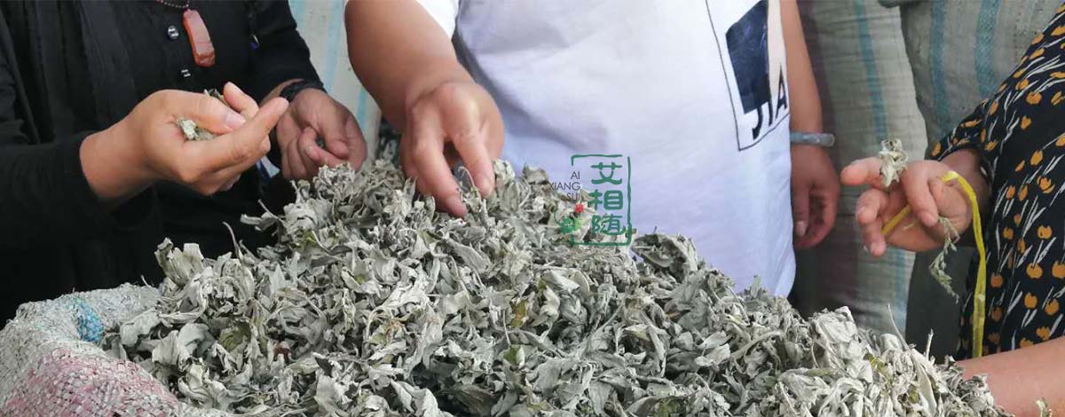自建艾叶生产基地
